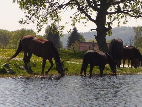 Dansk Varmblod Bernie - Farlig vand. Første gang den kommer på sommer græs hos os :) 4 maj billede 11