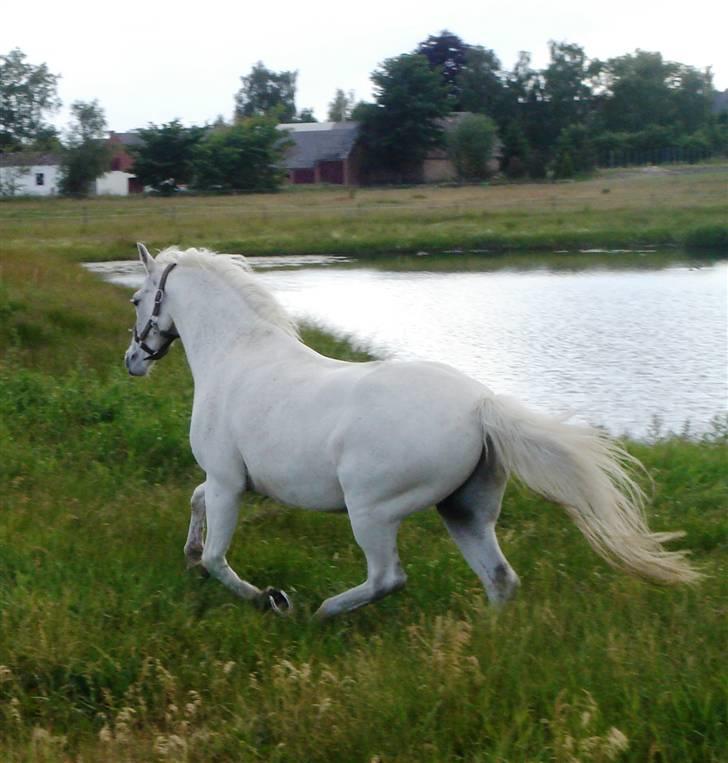 Welsh Pony (sec B) Bjerregårds Montbars(RIP) - Så kom den smukke på sommer græs! 2008 billede 18