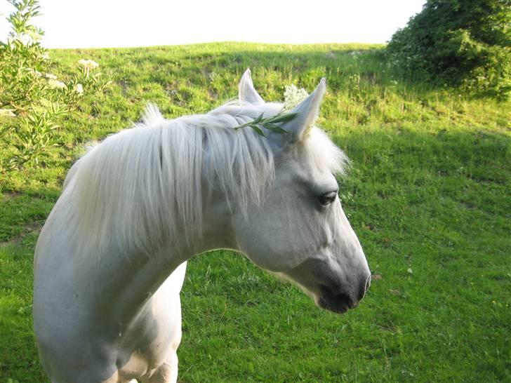 New Forest Firfod Aida billede 5