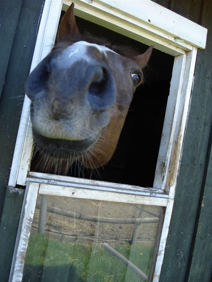 Anden særlig race Malaika R.I.P - Så snak dog med mig ;D - sommer 2008 billede 17