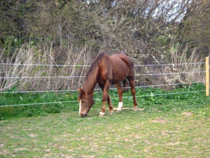 Anden særlig race Malaika R.I.P - Påske 2011 - smukke :) billede 19
