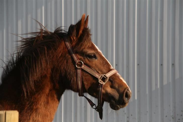 Anden særlig race Malaika R.I.P - d. 21 April 09´ hun venter utålmodigt på at beauty kommer ud på marken igen :D billede 20