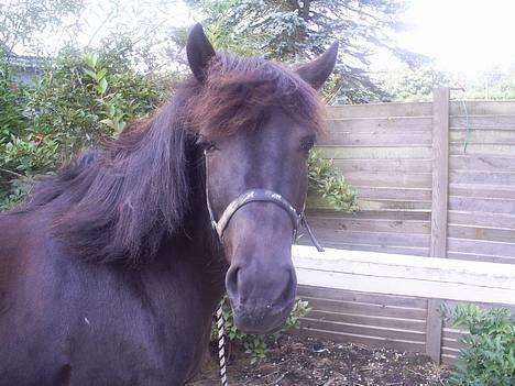 Islænder Blika fra Tårup. Nu himmelhest - Smukke Blika på sin strigleplads i Roskilde billede 1