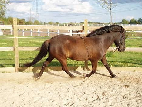 Islænder Blika fra Tårup. Nu himmelhest - Trav træning i rotunden billede 2