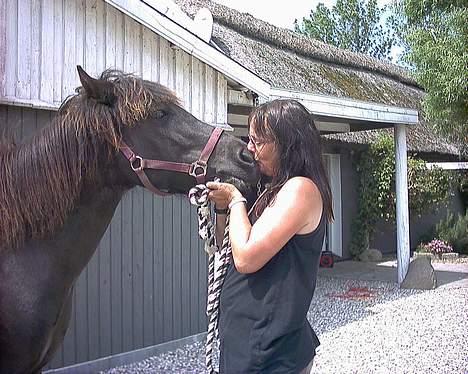 Islænder Blika fra Tårup. Nu himmelhest - Her får hun et kys af sin menneskemor billede 3