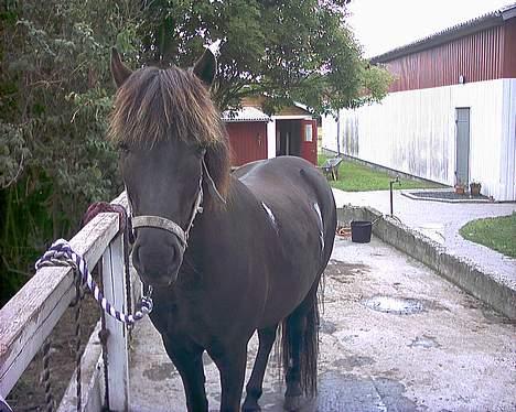 Islænder Blika fra Tårup. Nu himmelhest - Det er hårdt at starte et nyt sted. De andre bider . .  Men så får jeg bare salve på sårene billede 5