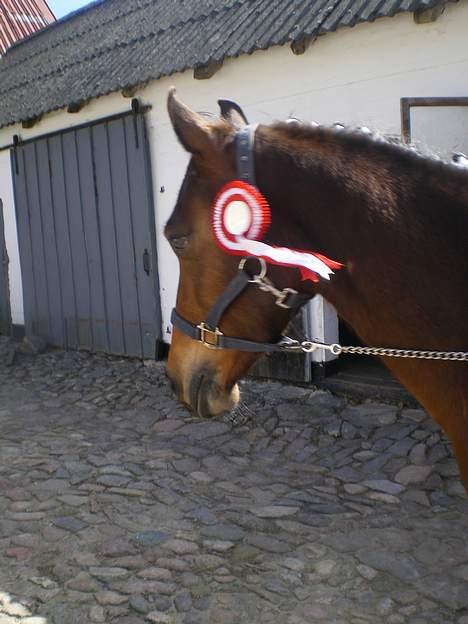 Anden særlig race Shakira "SOLGT :(!" - 1.plads .. ;D billede 10