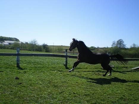 Anden særlig race Shakira "SOLGT :(!" - Galop 4.maj 2007 billede 12