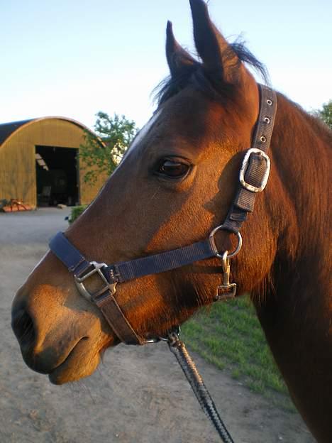 Anden særlig race Shakira "SOLGT :(!" - Shakira.. <´3 billede 13