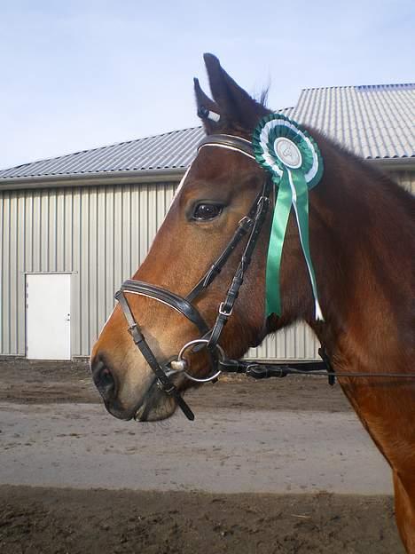 Anden særlig race Shakira "SOLGT :(!" - 3.plads.. billede 17