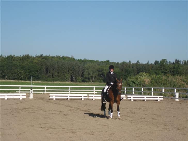 Anden særlig race Shakira "SOLGT :(!" - c-stævne NFRK! *NYYYYT* billede 18