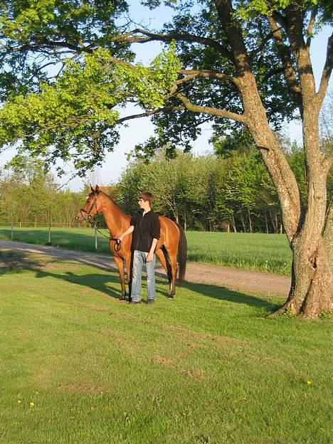 Arabisk fuldblod (OX) Emma ox (solgt) - 04/05-2007 hjemme billede 19