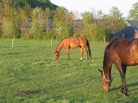Arabisk fuldblod (OX) Emma ox (solgt) - 04/05-2007 emma på fold hjemme sammen med picco billede 20