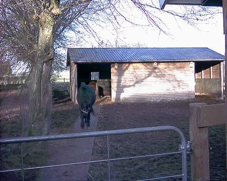Islænder Blika fra Tårup. Nu himmelhest - Blikas udtryk når hun skal hentes. Det er en besked til de andre. Væk det er min "mor". billede 6