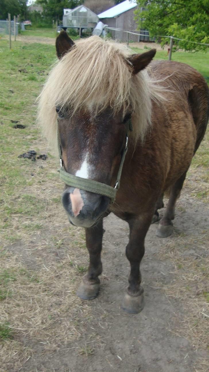 Shetlænder Dismo *R.I.P* - Dismo:-) .. foto: mathilde Simonsen billede 4