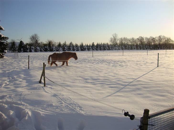 Islænder Thor/ÞÓR frá Þorlákshöfn, - R.I.P - Thor:-) .. foto: mathilde Simonsen billede 7