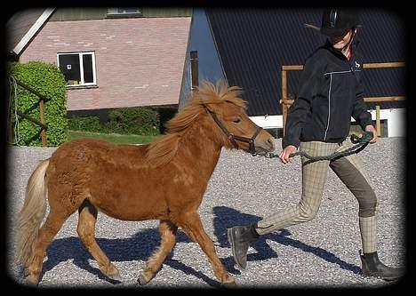 Anden særlig race Lykkegårds Anton billede 12