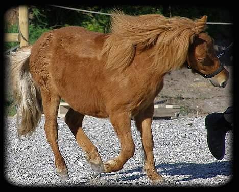 Anden særlig race Lykkegårds Anton billede 13