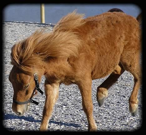 Anden særlig race Lykkegårds Anton billede 14