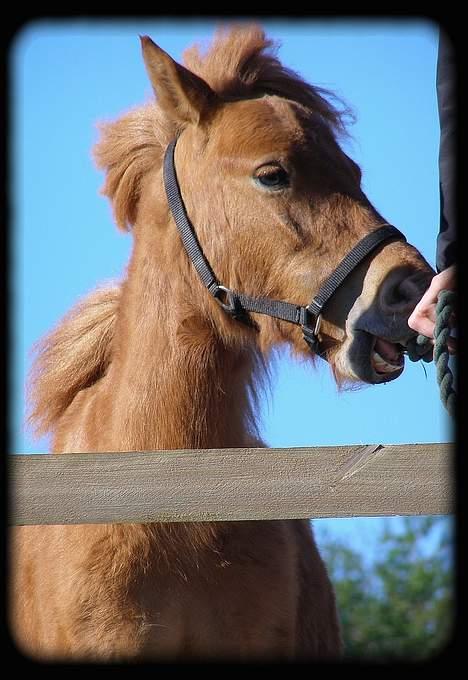 Anden særlig race Lykkegårds Anton - søde anton billede 15