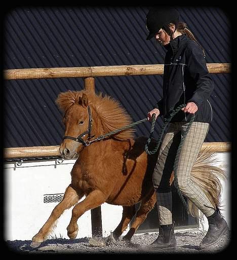 Anden særlig race Lykkegårds Anton - hingst:P billede 16