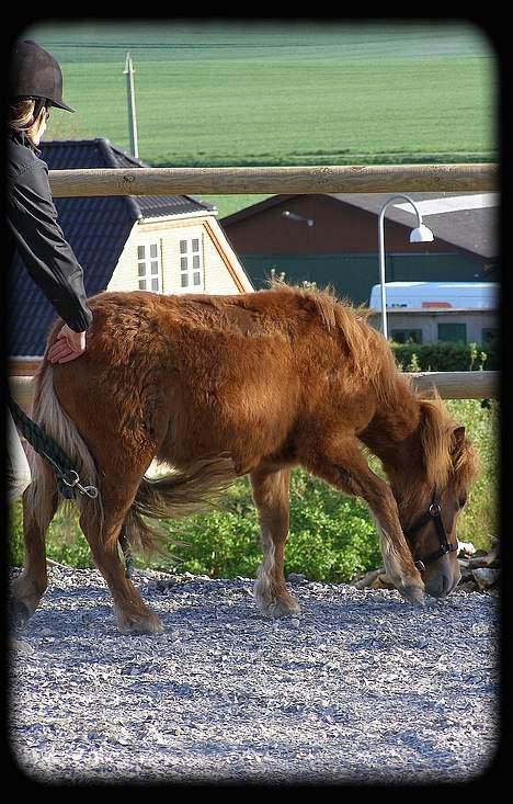 Anden særlig race Lykkegårds Anton billede 17