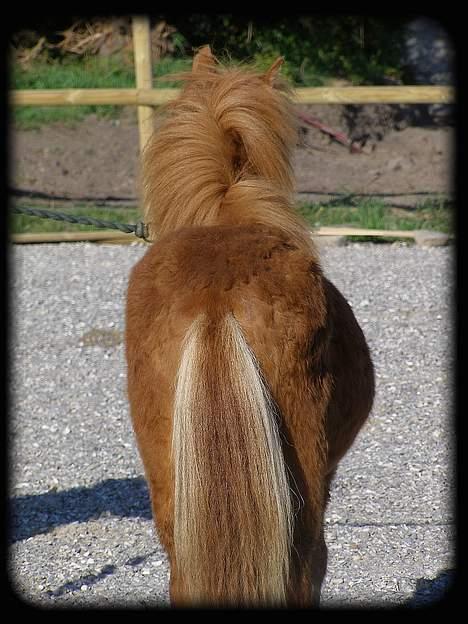 Anden særlig race Lykkegårds Anton billede 18