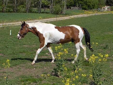 Pinto Lamborghini * SOLGT* billede 15