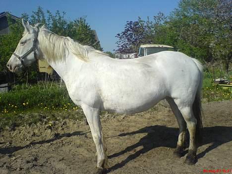 Knabstrupper Mabell billede 1