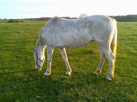 Knabstrupper Mabell billede 2