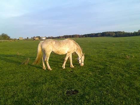 Knabstrupper Mabell billede 3