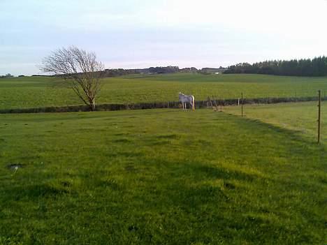 Knabstrupper Mabell billede 4