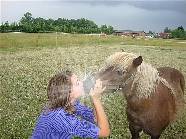 Shetlænder Dismo *R.I.P* - Dismo:-) .. foto: lea hartmann hansen billede 5