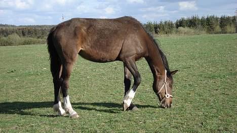 Anden særlig race kia - lige da hun kom hjem til mig.. billede 3