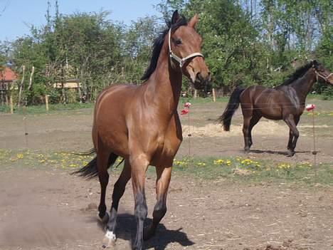 Dansk Varmblod Enggaards Liro (SOLGT) <3 - Velkommen til Liro´s profil. Gi en bedømmelse og kommentar :) taget 28/4-07 billede 1