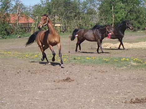 Dansk Varmblod Enggaards Liro (SOLGT) <3 - Wee Løøøbe. Da jeg lige havde fået ham. billede 2