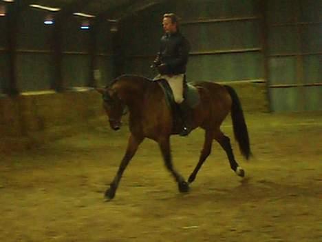 Dansk Varmblod Enggaards Liro (SOLGT) <3 - Miiiiin smukke hest. det gamle sted. han bliver redet af en berider her.  billede 3