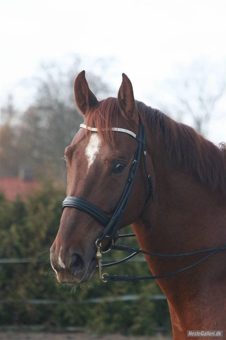 Dansk Varmblod Chameur - Foto: Maria Fisker billede 13