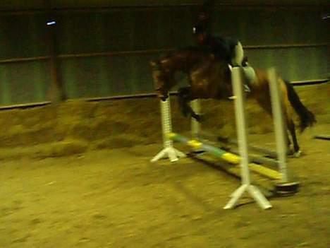 Dansk Varmblod Enggaards Liro (SOLGT) <3 - Et af han første spring. Med Vickie da vi var oppe at prøve ham. billede 4