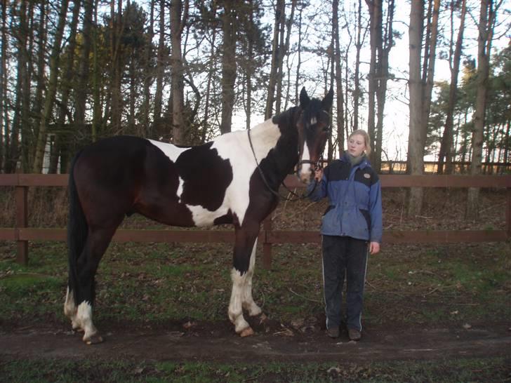 Pinto Korshøjs Wholly Cæsar - Elsker den hest! <3 d. 30.01 billede 14