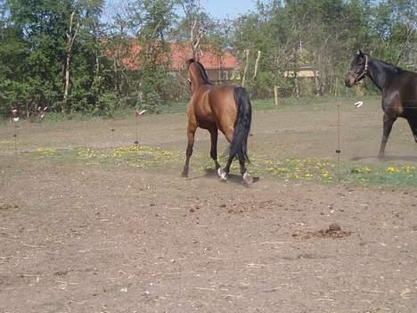 Dansk Varmblod Enggaards Liro (SOLGT) <3 - os da han kom 28/4-07 billede 5