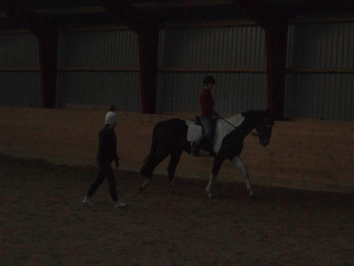 Pinto Korshøjs Wholly Cæsar - Mig på Cæsar - Beklager kvaliteten! D. 18.02 billede 15