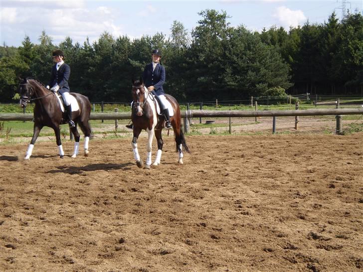 Pinto Korshøjs Wholly Cæsar - Stævne i KRT d. 22 aug. 09 billede 16