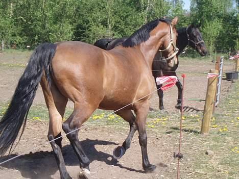 Dansk Varmblod Enggaards Liro (SOLGT) <3 - 28/4-07 billede 6