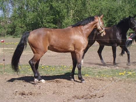 Dansk Varmblod Enggaards Liro (SOLGT) <3 - 28/4-07 billede 7