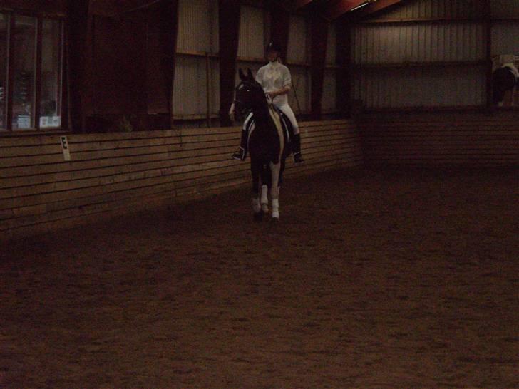 Pinto Korshøjs Wholly Cæsar - KRT billede 17