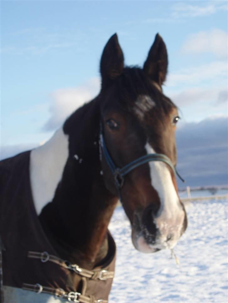 Pinto Korshøjs Wholly Cæsar - Cæsar i sneen d. 25.11.08 billede 18