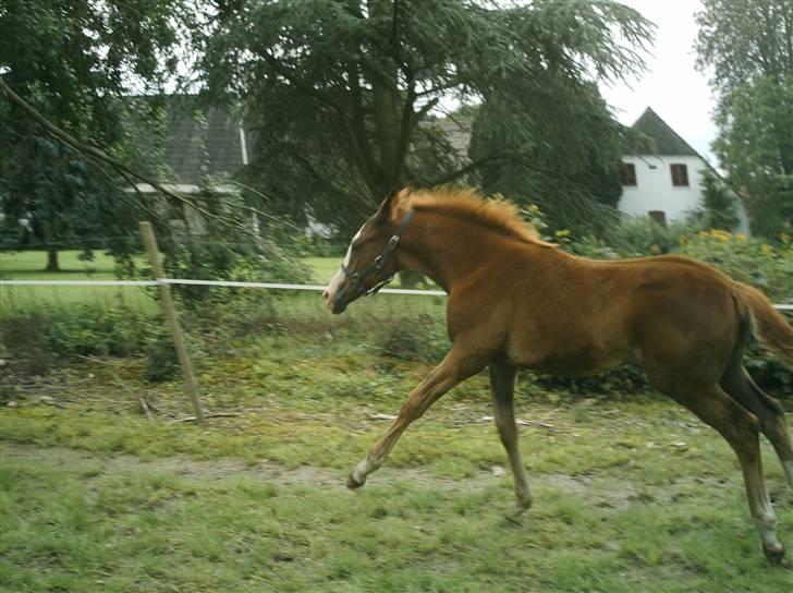 Dansk Varmblod Holsegårds Hetrov *Solgt* - føller i fuld galop... billede 17