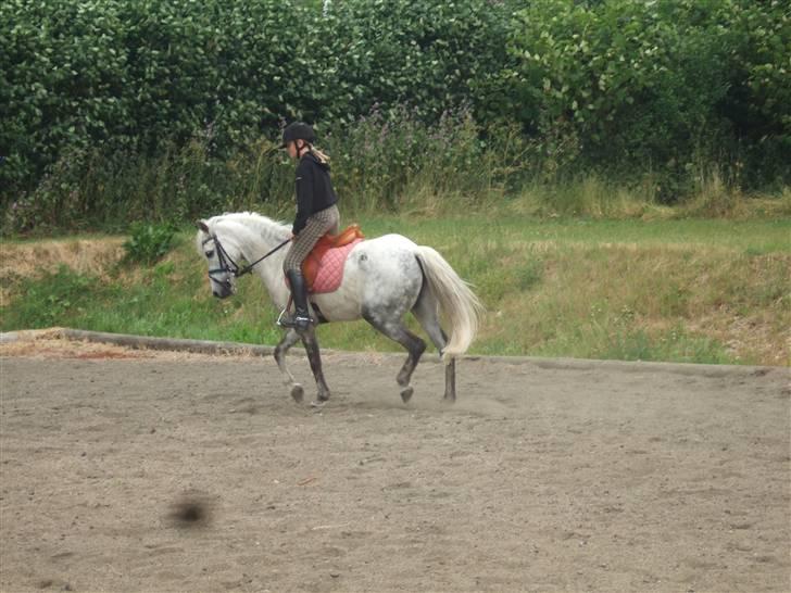 Anden særlig race Dyrkærgård Sping Sky - 2#Dressur på banen  billede 2