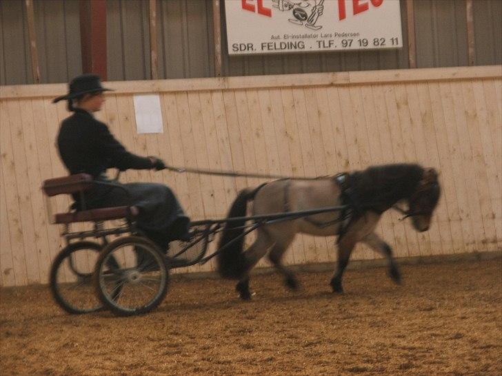 Dansk Miniature Katrinesmindes Boogiemann - Dresur kørsel til den sidste DMHF CUP 2010 billede 4